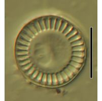 Cyclotella meneghiniana