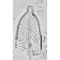 Cymbopleura cuspidata