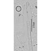 Cymbopleura naviculiformis