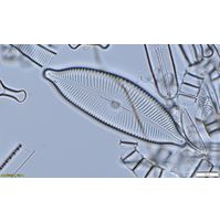 Cymbopleura cuspidata