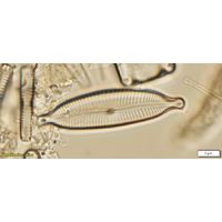 Cymbopleura naviculiformis
