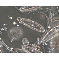 Cymbopleura subaequalis