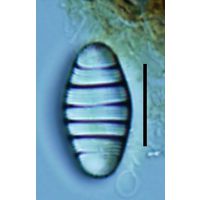 Diatoma mesodon