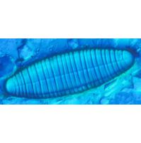 Diatoma vulgare