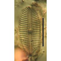 Diploneis