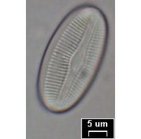 Diploneis elliptica