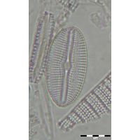 Diploneis