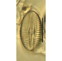 Diploneis