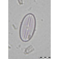 Diploneis