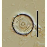 Discostella