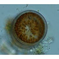Ellerbeckia arenaria