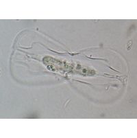 Entomoneis paludosa