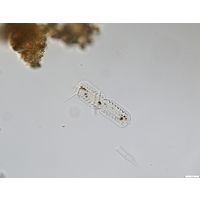 Entomoneis paludosa