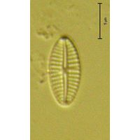Eolimna subminuscula