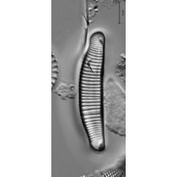 Eunotia minor