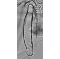 Eunotia arcus