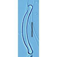 Eunotia arculus