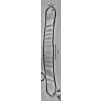 Eunotia formica