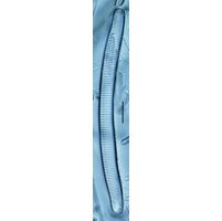 Eunotia glacialis