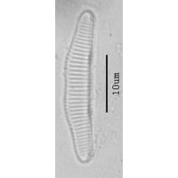 Eunotia implicata