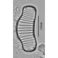Eunotia praerupta