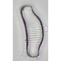 Eunotia praerupta