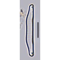 Eunotia implicata