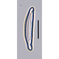 Eunotia incisa