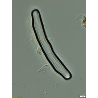 Eunotia pectinalis