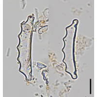 Eunotia hexaglyphis