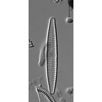 Fragilaria capucina