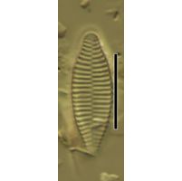 Fragilaria
