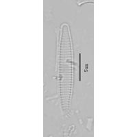 Fragilaria exigua