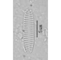 Fragilaria polonica
