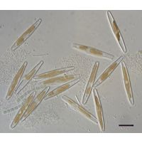 Fragilaria sp.