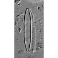 Fragilaria capucina