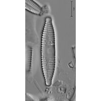 Fragilaria capucina