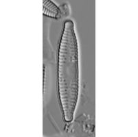 Fragilaria capucina