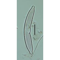 Fragilaria arcus