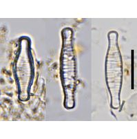 Fragilariforma bicapitata