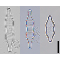 Fragilariforma constricta