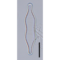 Fragilariforma constricta