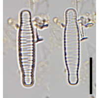 Fragilariforma bicapitata