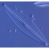 Frustulia rhomboidea