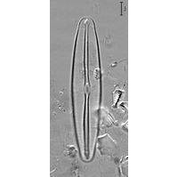 Fustluia vulgaris