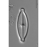 Geisleria decussis