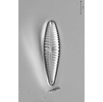 Gomphonema clavatum