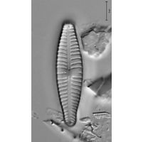 Gomphonema micropus