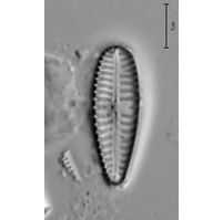 Gomphonema minutum