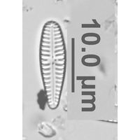 Gomphonema minutum